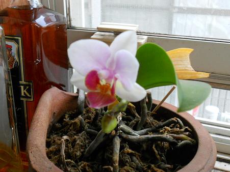 DSCN0324.jpg