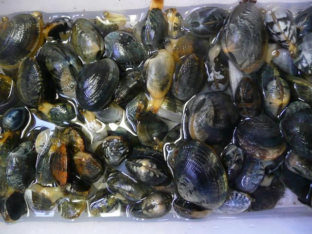 P1070012.jpg