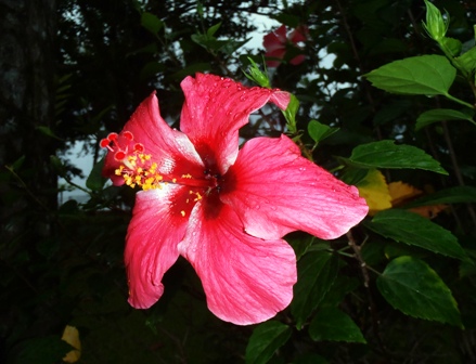 PNGLiamoFlower.jpg