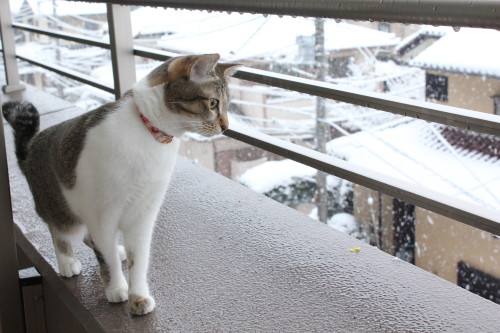 211雪3