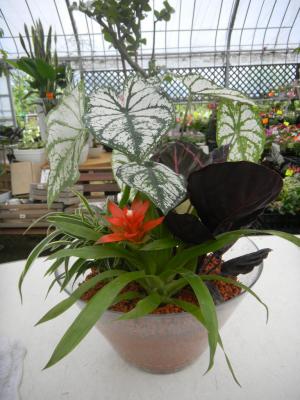 セラミス寄せ植え