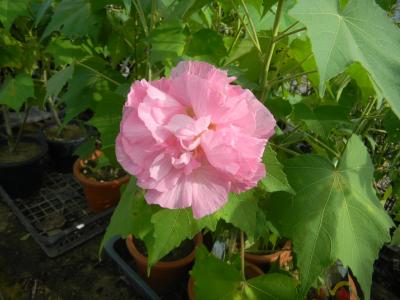 酔芙蓉(赤)
