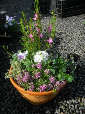 中電寄せ植え