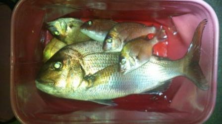 2012.06.30 艫作ビョーブ釣果
