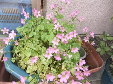 2012_05090034.jpg