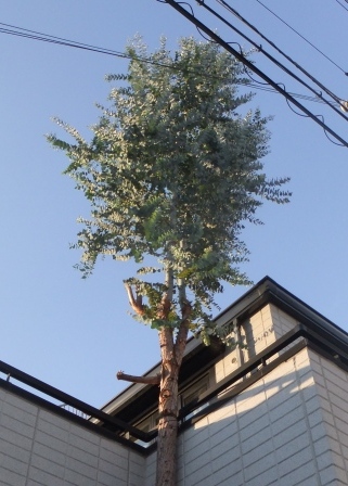 2012_08170056.jpg