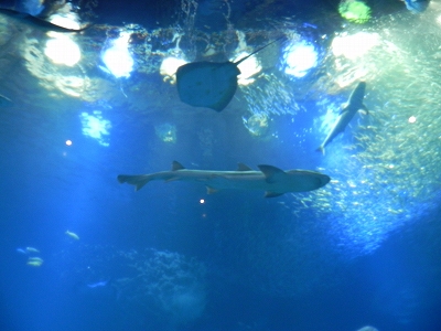 s-DSCN4015.jpg