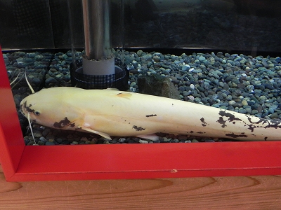 s-DSCN4116.jpg