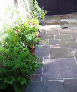 ハーブの鉢植え