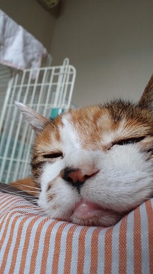 幸ちゃん