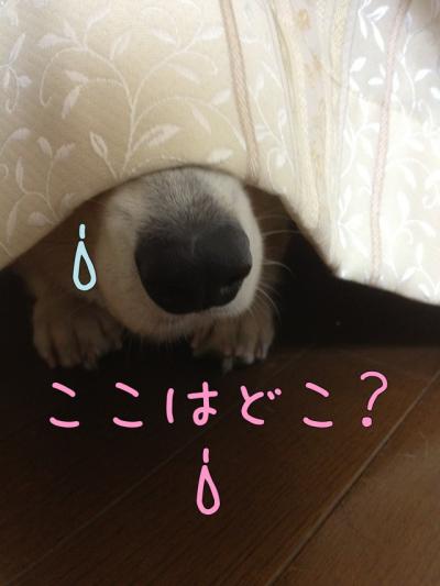 ここはどこ?