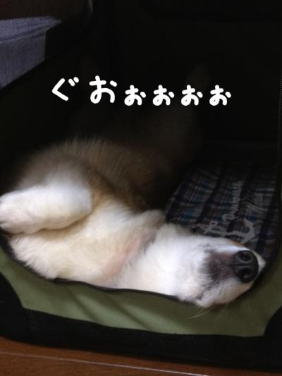 ぐおお白