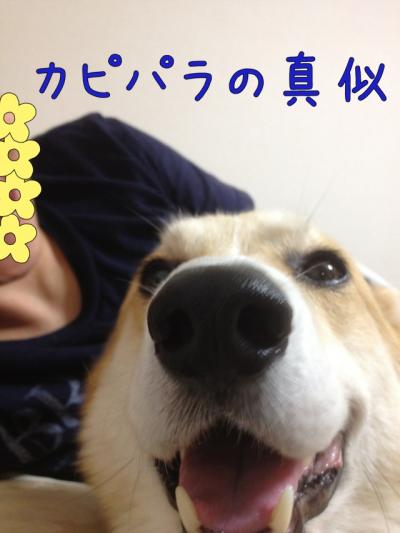 カピパラの真似