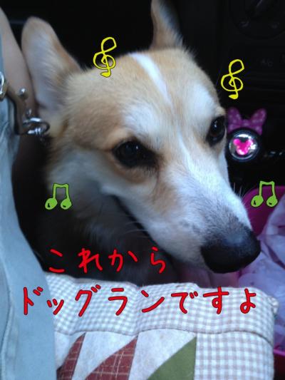 これからドックラン