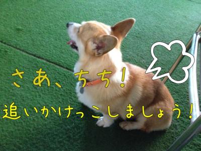 さあチチ、追いかけっこしましょう