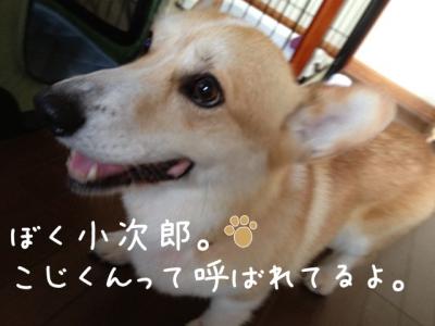 ぼくコジ君