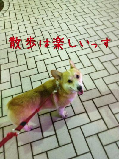 散歩は楽しいっす