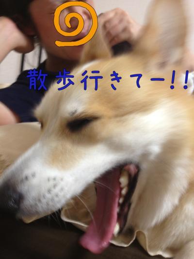 散歩いきてー
