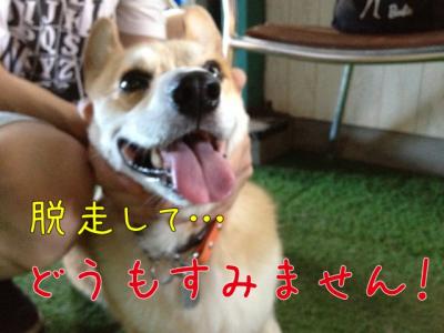 脱走してどうもすみません