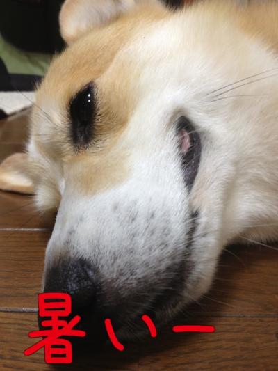 暑いー