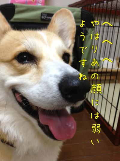 やはりこの顔にはよわいですね。