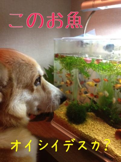 このお魚オイシイデスか
