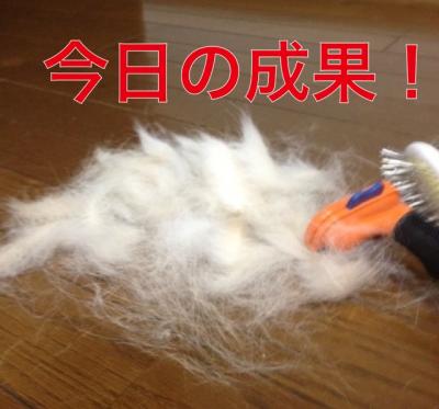 今日の成果