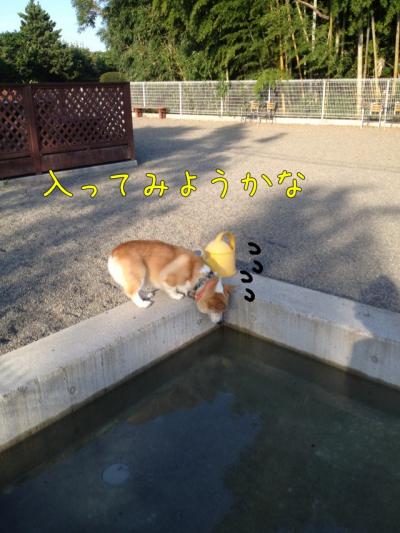 入ってみようかな