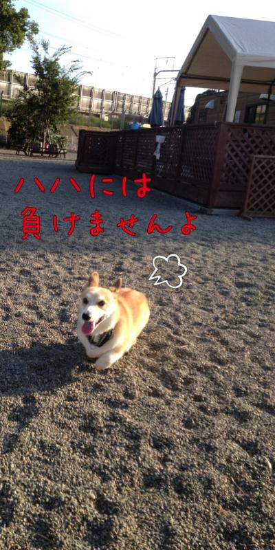 ははとダッシュ