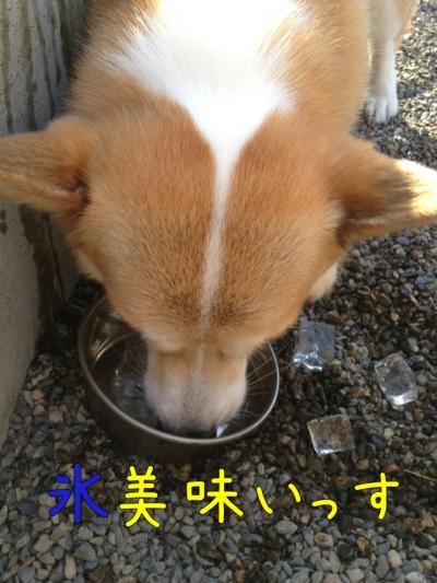 氷うまい