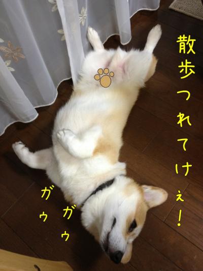 ,散歩つれてけ