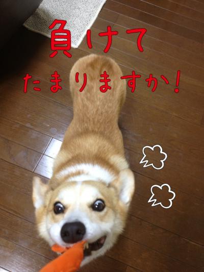 負けてたまるか