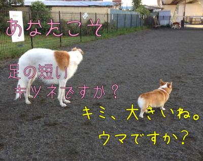 きみ、うまですか?