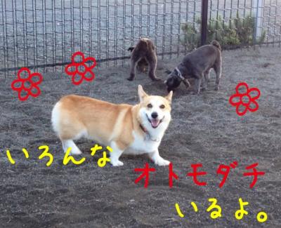 いろんなおともだちいるよ