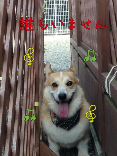 寒川ドッグラン