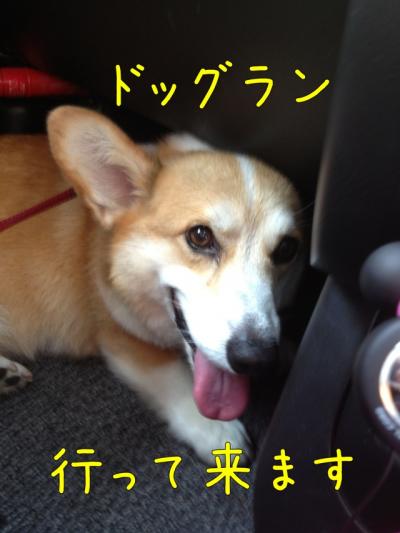 ドッグラン車内