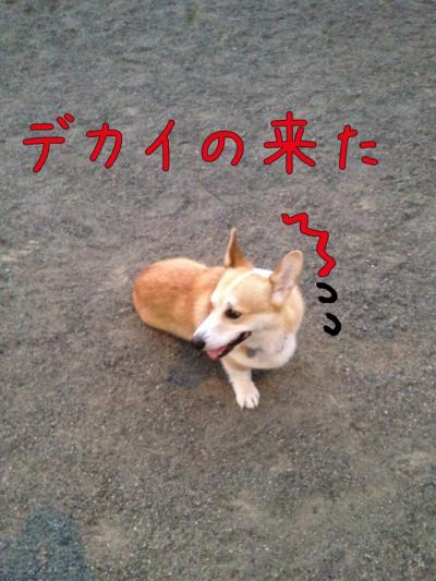 でかいのきた