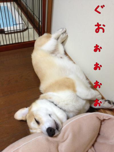 爆睡