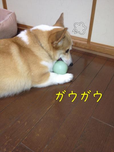 ガウガウ