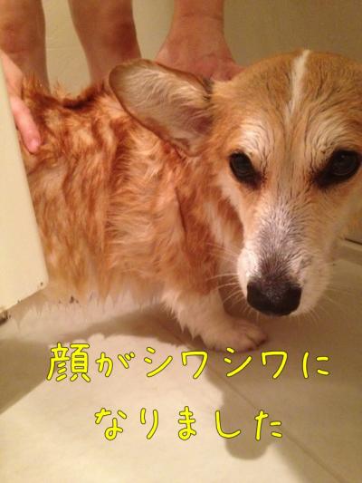 しわしわ顔が