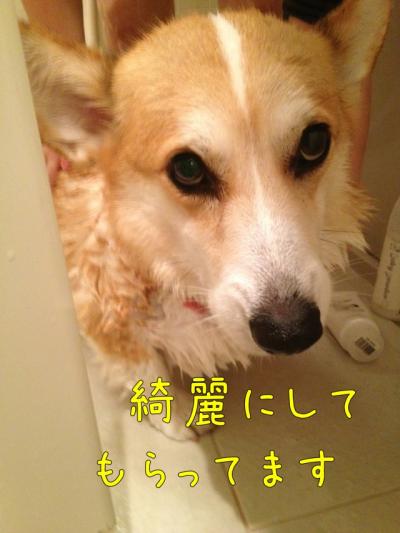 シャンプー中