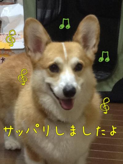シャンプー後