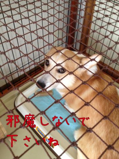 邪魔しないで