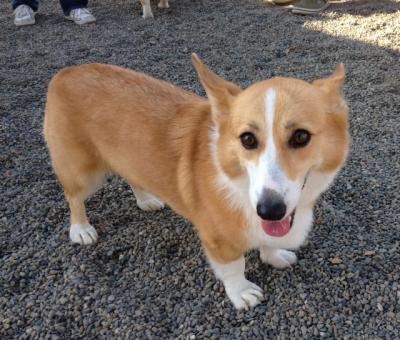 ショコラちゃん