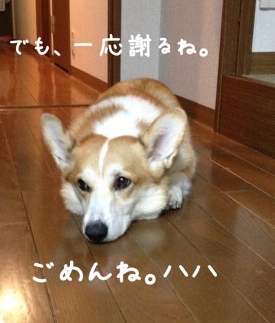 謝るね