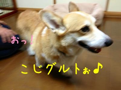 こじぐると2