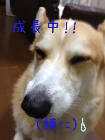 成長中