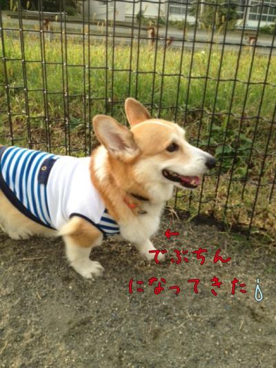 でぶちんになってきた