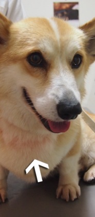 赤いライン