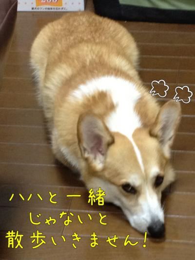ハハと散歩